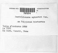 Diplocarpon alpestre image